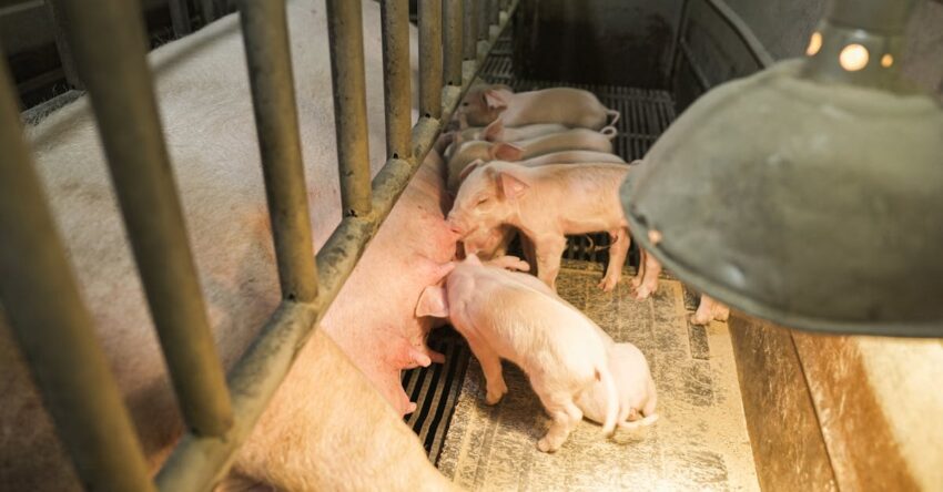 disznó fejbelövő használata és sikerdíjas SEO az állatjóléti cégeknél